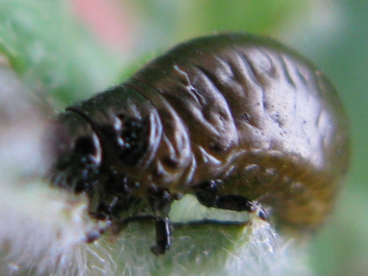larva di Chrysomelidae: Timarcha